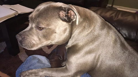 Domino's Pizza Plympton - Events Australia 0