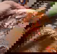 Domino's Pizza Reynella - Events Australia