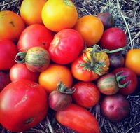 The Seasonal Garden Cafe - Tourism Bookings