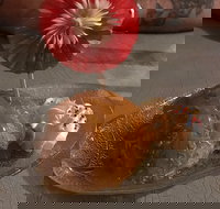 Charm Thai - Upper Coomera - Events Australia