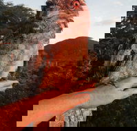 Cafe Anywhere - Events Australia