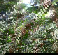 Spirits of Daintree - Events Australia