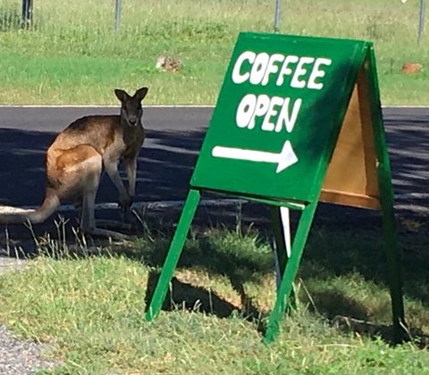 Chillagoe Gallery 29 - Tourism Bookings 0