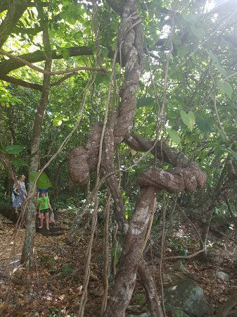 Foxy's Bar - Tourism Bookings 0