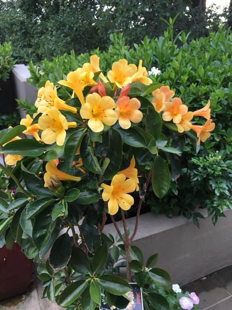 Mermaids - Events Australia 2