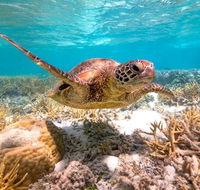 Heron Island Resort - Tourism Bookings