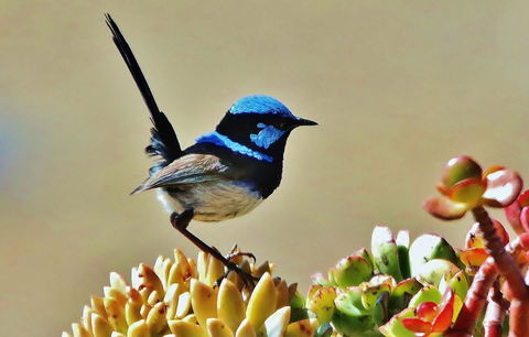 Mercure Kangaroo Island Lodge - Tourism Bookings 39