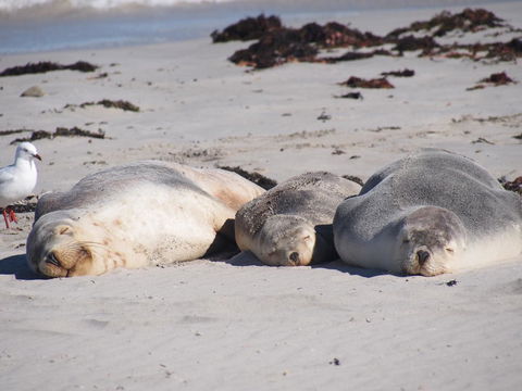 Mercure Kangaroo Island Lodge - Tourism Bookings 43