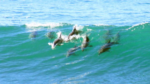 Mollymook Beach Waterfront - Events Australia 4