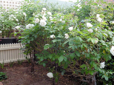 Baronet B & B - Events Australia 18