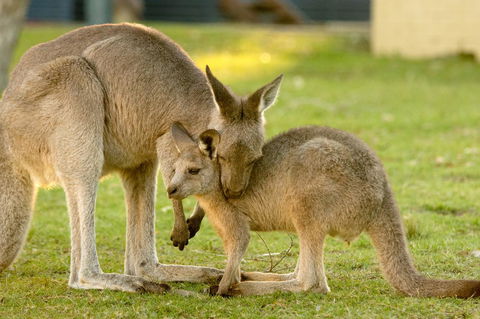BIG4 Tasman Holiday Parks - Racecourse Beach - Events Australia 39