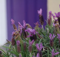 The Purple Door on Seaview - Events Australia