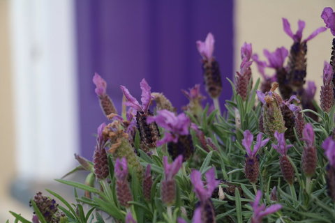 The Purple Door On Seaview - Events Australia 0