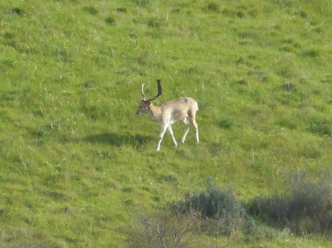 Molly's Chase - Events Australia 12