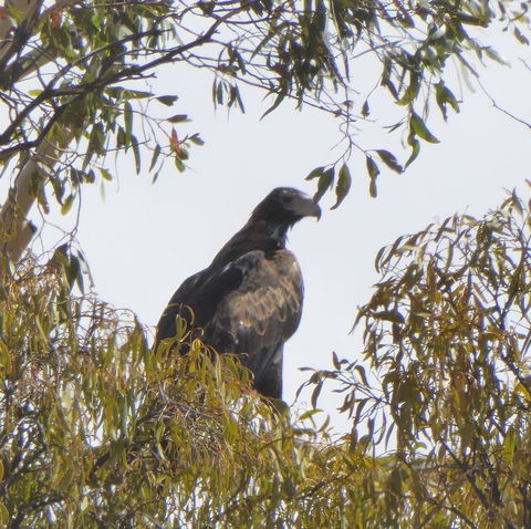 Molly's Chase - Events Australia 30