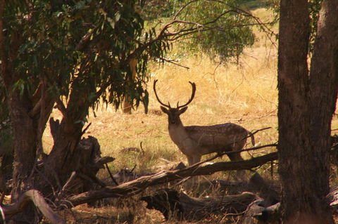 Molly's Chase - Events Australia 11