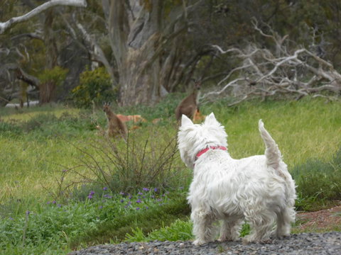 Molly's Chase - Events Australia 27