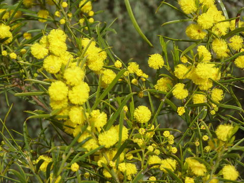 Molly's Chase - Events Australia 14