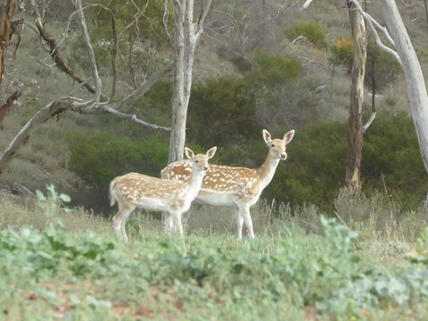 Molly's Chase - Events Australia 25