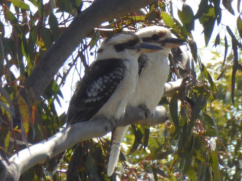 Molly's Chase - Events Australia 26