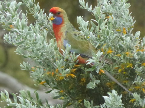 Molly's Chase - Events Australia 24