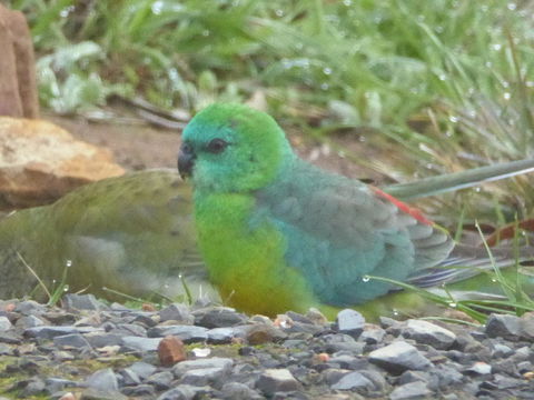 Molly's Chase - Events Australia 15