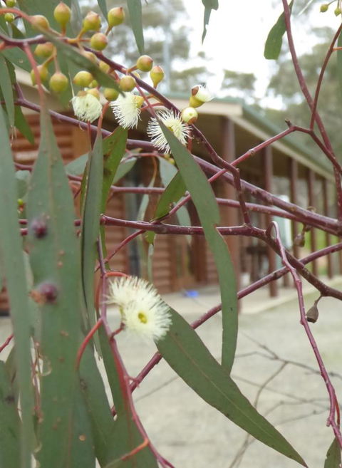 Molly's Chase - Events Australia 9