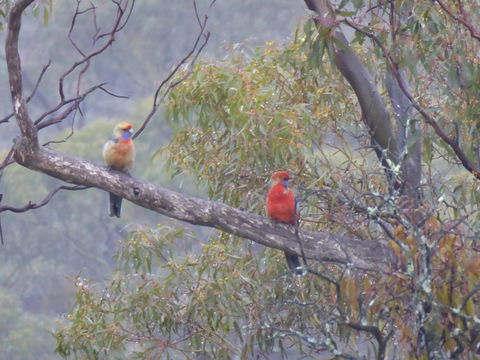 Molly's Chase - Events Australia 13