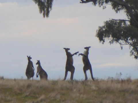 Molly's Chase - Events Australia 23