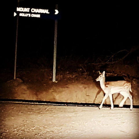 Molly's Chase - Events Australia 32