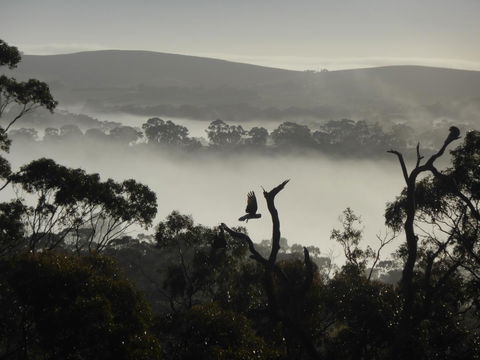 Molly's Chase - Events Australia 28