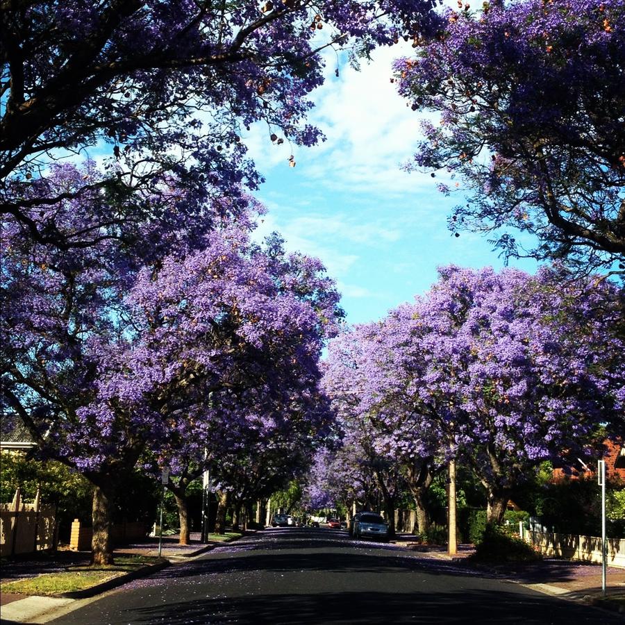 Millswood SA Events Australia