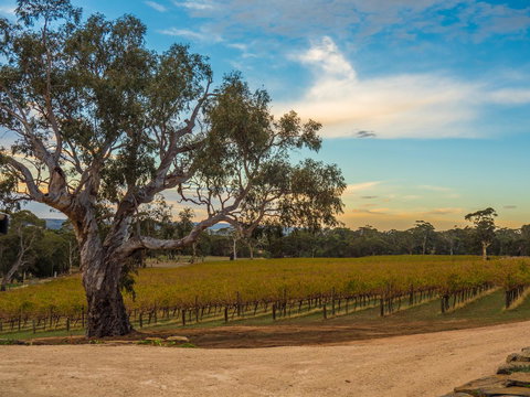Shadow Creek McLaren Vale - Events Australia 23