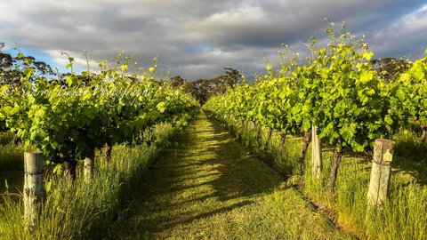 Shadow Creek McLaren Vale - Events Australia 20