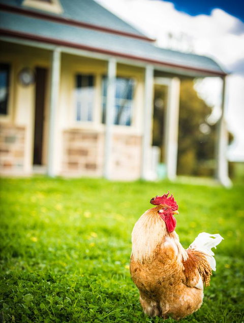 Barossa Vineyard Cottages - Events Australia 39