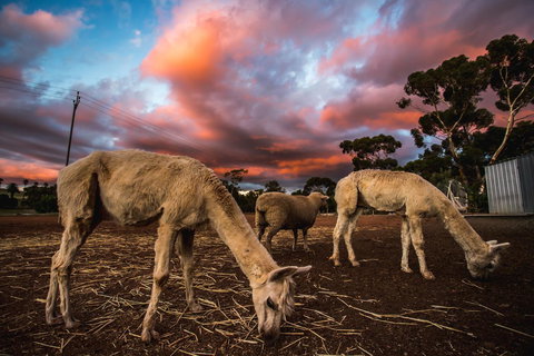 Seppelts View Cabins - Events Australia 10