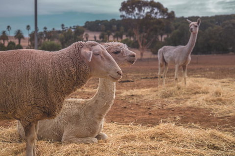 Seppelts View Cabins - Events Australia 27