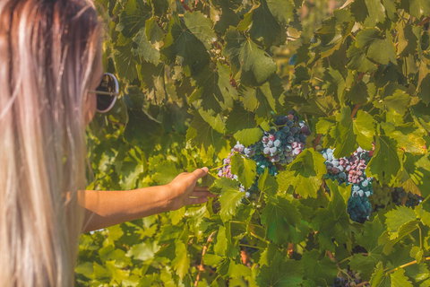 Seppelts View Cabins - Events Australia 26