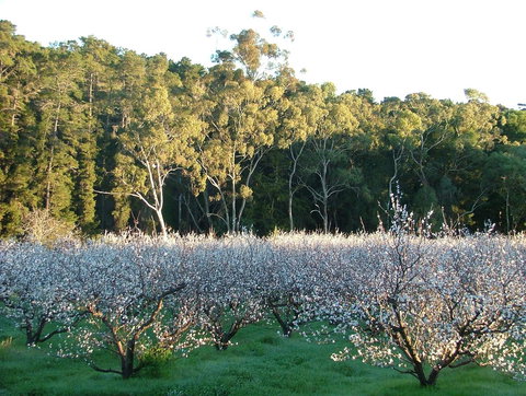 Taralee Orchards - Events Australia 5