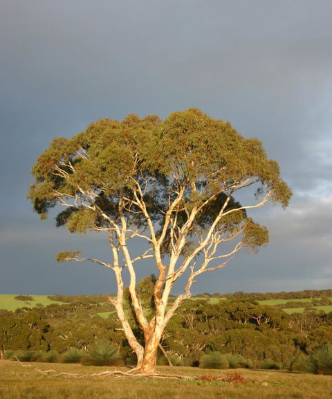 Ecopia Retreat - Events Australia 24