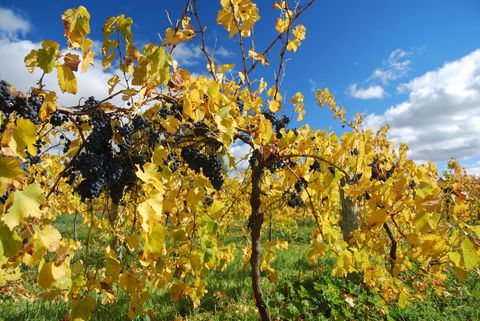Novotel Barossa Valley Resort - Events Australia 10