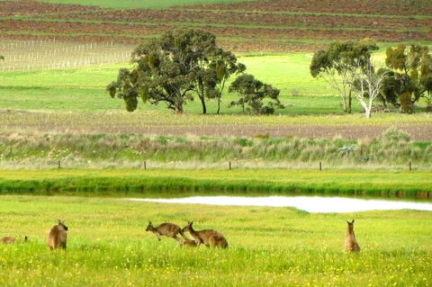 Clare Valley Cabins - Events Australia 35