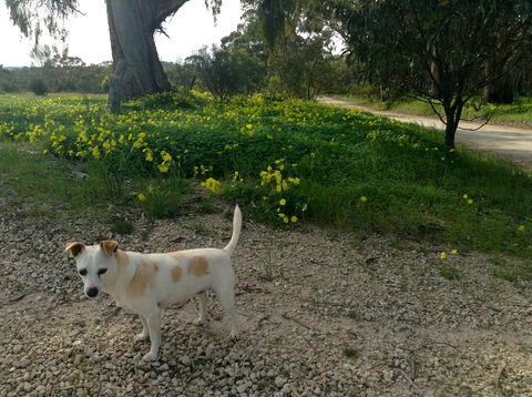 Clare Valley Cabins - Events Australia 12