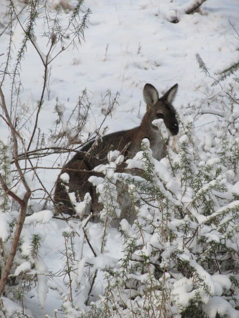 CHILL-OUT - Thredbo - Events Australia 3