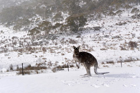CHILL-OUT - Thredbo - Events Australia 27