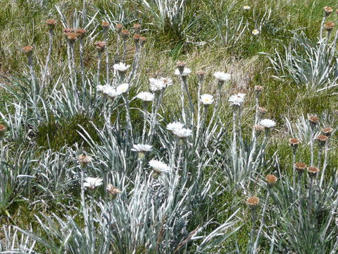 CHILL-OUT - Thredbo - Events Australia 36