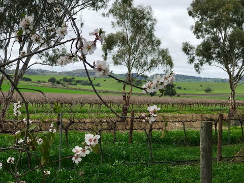 Jasmine\'s Barossa Valley Cottage - Events Australia 20