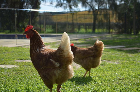 Amande Bed And Breakfast - Events Australia 20