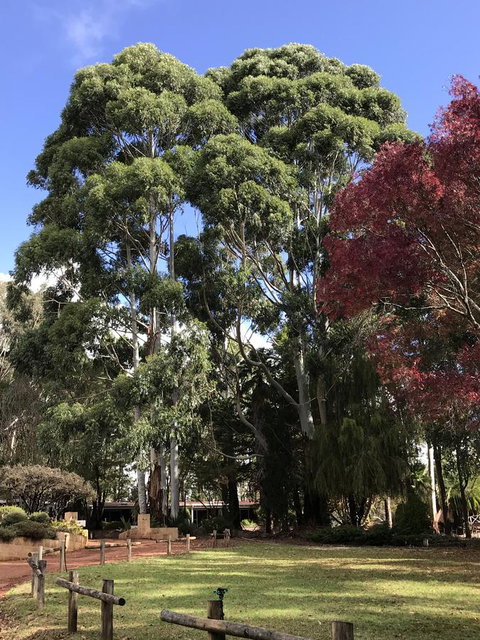 Forest Lodge Resort - Tourism Bookings 15