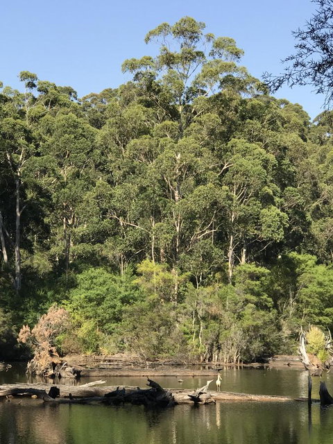 Forest Lodge Resort - Tourism Bookings 22
